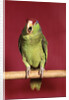 1960s green parrot with red and blue cap sitting on perch talking looking at camera by Anonymous