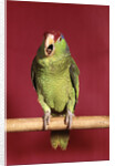 1960s green parrot with red and blue cap sitting on perch talking looking at camera by Anonymous
