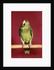 1960s green parrot with red and blue cap sitting on perch talking looking at camera by Anonymous