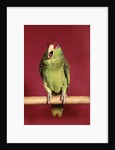 1960s green parrot with red and blue cap sitting on perch talking looking at camera by Anonymous