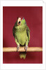 1960s green parrot with red and blue cap sitting on perch talking looking at camera by Anonymous