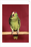 1960s green parrot with red and blue cap sitting on perch talking looking at camera by Anonymous