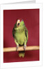 1960s green parrot with red and blue cap sitting on perch talking looking at camera by Anonymous