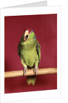 1960s green parrot with red and blue cap sitting on perch talking looking at camera by Anonymous