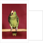 1960s green parrot with red and blue cap sitting on perch talking looking at camera by Anonymous