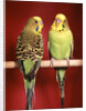 1960s pair of two yellow green parakeets perched together by Anonymous
