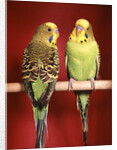 1960s pair of two yellow green parakeets perched together by Anonymous