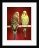 1960s pair of two yellow green parakeets perched together by Anonymous