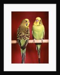 1960s pair of two yellow green parakeets perched together by Anonymous