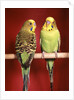 1960s pair of two yellow green parakeets perched together by Anonymous