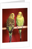 1960s pair of two yellow green parakeets perched together by Anonymous