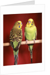 1960s pair of two yellow green parakeets perched together by Anonymous