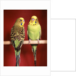 1960s pair of two yellow green parakeets perched together by Anonymous