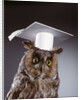 1990s wise old owl wearing white mortarboard graduation cap by Anonymous