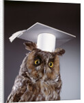 1990s wise old owl wearing white mortarboard graduation cap by Anonymous
