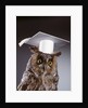 1990s wise old owl wearing white mortarboard graduation cap by Anonymous