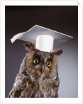 1990s wise old owl wearing white mortarboard graduation cap by Anonymous