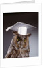 1990s wise old owl wearing white mortarboard graduation cap by Anonymous