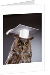 1990s wise old owl wearing white mortarboard graduation cap by Anonymous