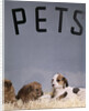 1960s puppy dogs for sale in pet store window by Anonymous