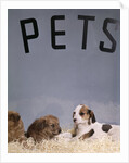 1960s puppy dogs for sale in pet store window by Anonymous