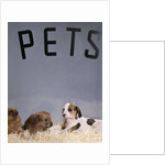 1960s puppy dogs for sale in pet store window by Anonymous