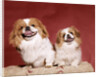 1970s two pekinese dogs brown and white big little leaning tongues out cute looking at camera by Anonymous