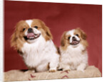 1970s two pekinese dogs brown and white big little leaning tongues out cute looking at camera by Anonymous