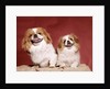 1970s two pekinese dogs brown and white big little leaning tongues out cute looking at camera by Anonymous