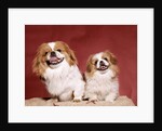 1970s two pekinese dogs brown and white big little leaning tongues out cute looking at camera by Anonymous