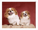 1970s two pekinese dogs brown and white big little leaning tongues out cute looking at camera by Anonymous