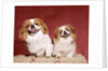 1970s two pekinese dogs brown and white big little leaning tongues out cute looking at camera by Anonymous