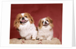 1970s two pekinese dogs brown and white big little leaning tongues out cute looking at camera by Anonymous