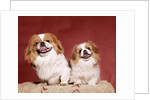 1970s two pekinese dogs brown and white big little leaning tongues out cute looking at camera by Anonymous