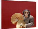 1960s chimpanzee wearing suit and tie playing cymbals by Anonymous