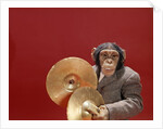 1960s chimpanzee wearing suit and tie playing cymbals by Anonymous