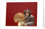 1960s chimpanzee wearing suit and tie playing cymbals by Anonymous