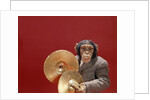 1960s chimpanzee wearing suit and tie playing cymbals by Anonymous
