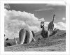 1950s dinosaur park south dakota three dinosaur statues on hillside by Anonymous