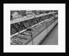 1950s grocery store meat section by Anonymous