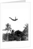 1940s man poised midair arms out jumping from diving board into pool by Anonymous