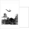 1940s man poised midair arms out jumping from diving board into pool by Anonymous