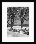 1940s pile of snow-covered firewood logs stacked between two trees with country church in background by Anonymous