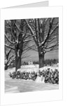 1940s pile of snow-covered firewood logs stacked between two trees with country church in background by Anonymous