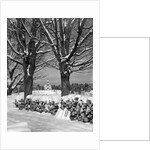 1940s pile of snow-covered firewood logs stacked between two trees with country church in background by Anonymous