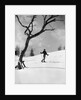 1920s 1930s silhouette of woman cross country skier near old tree by Anonymous