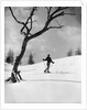 1920s 1930s silhouette of woman cross country skier near old tree by Anonymous