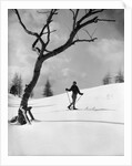 1920s 1930s silhouette of woman cross country skier near old tree by Anonymous