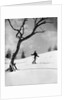 1920s 1930s silhouette of woman cross country skier near old tree by Anonymous