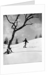 1920s 1930s silhouette of woman cross country skier near old tree by Anonymous